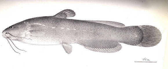Image of seven-finned catfishes