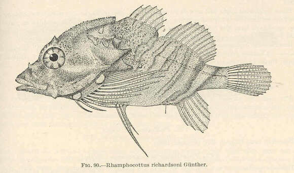 Image of Rhamphocottus