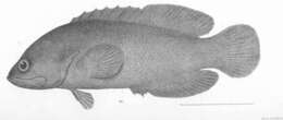 Image of Pseudogramma