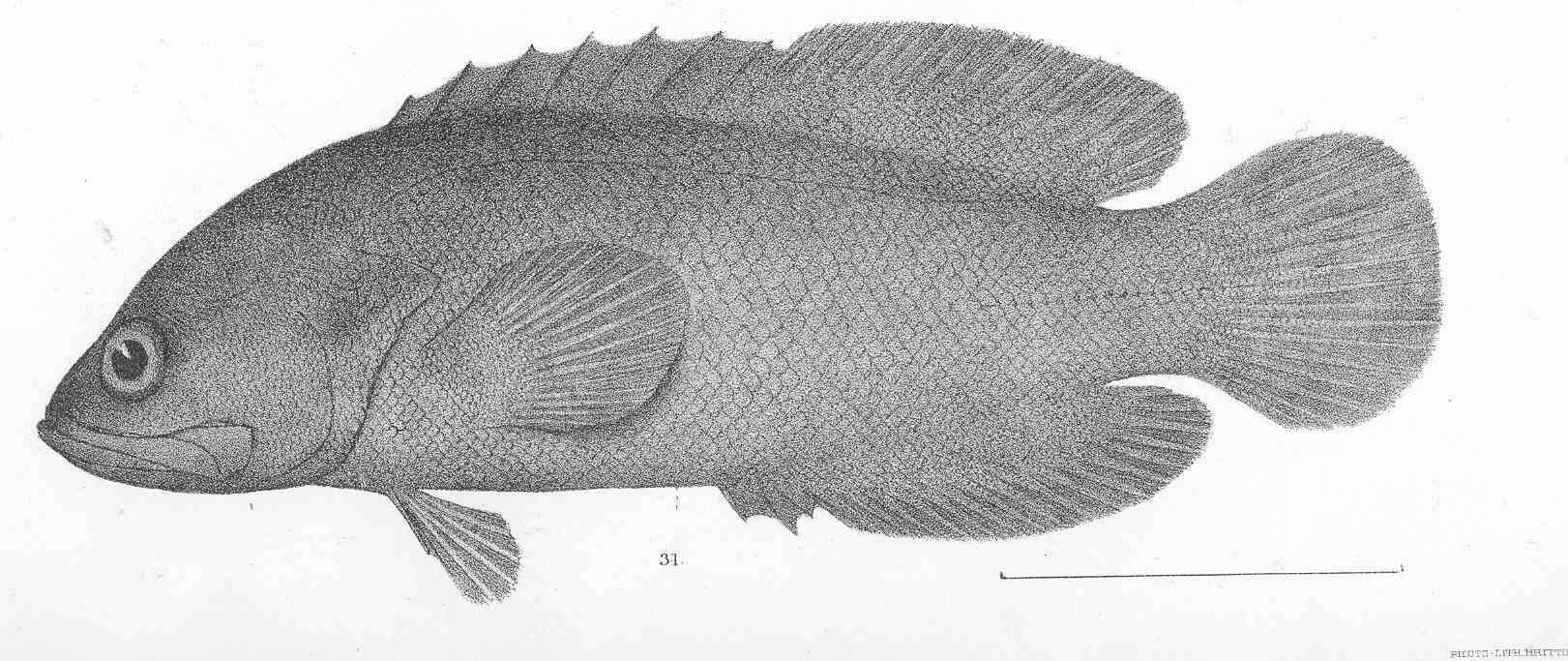 Image of Pacific reef bass