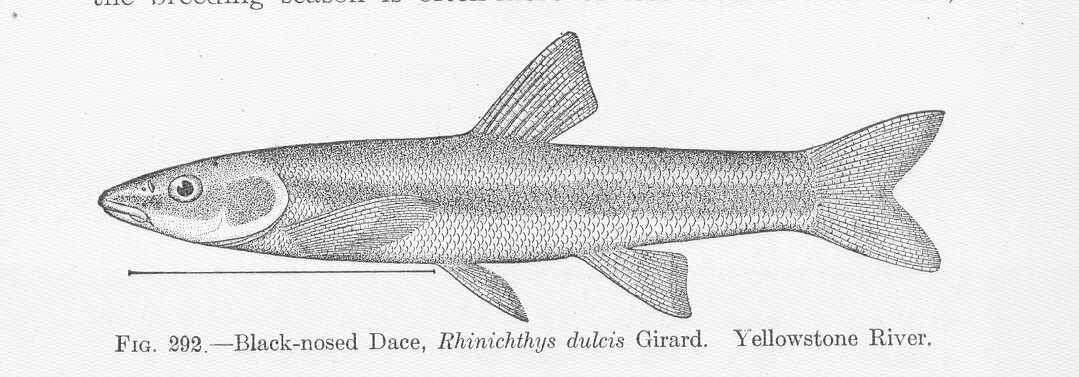 Image of Leuciscidae