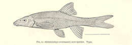 Image of Rhinichthys