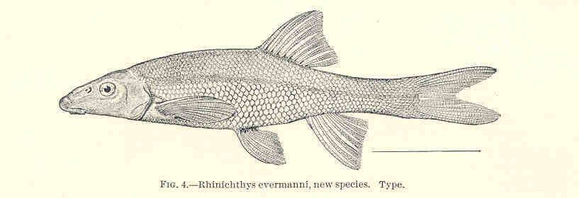 Image of Rhinichthys