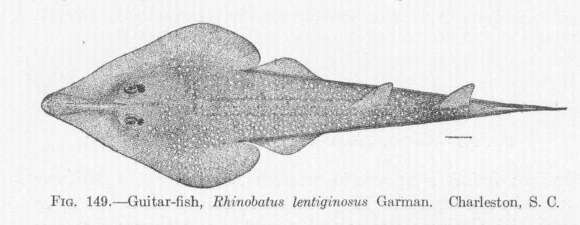 Image of Rhinobatus