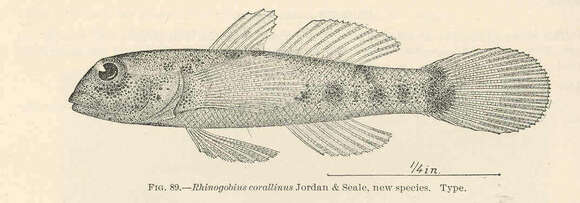 Image of frillgoby