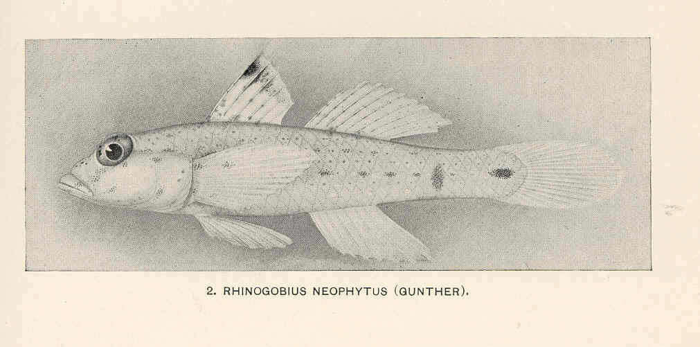 Image of Gobionellinae