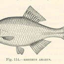 Imagem de Rhodeus amarus (Bloch 1782)