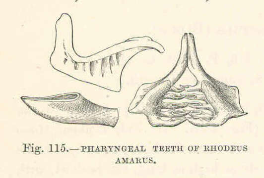 Image of Typical Bitterlings