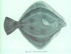 Image of Rhombosoleidae