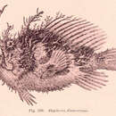 Image de Rhycherus filamentosus (Castelnau 1872)
