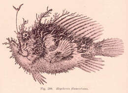 Image of Rhycherus