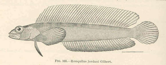 Image of Ronquilus