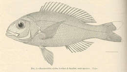 Image of Banded flower snapper