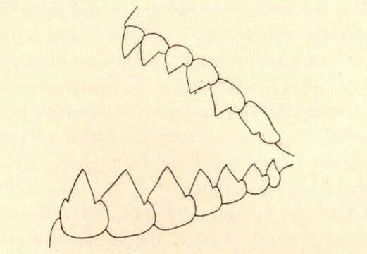 Image of Serrasalmidae