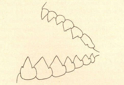 Слика од Serrasalmidae