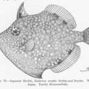 Image of White-spotted pygmy filefish