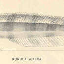 Imagem de Plagiotremus azaleus (Jordan & Bollman 1890)