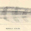 Sivun Plagiotremus azaleus (Jordan & Bollman 1890) kuva