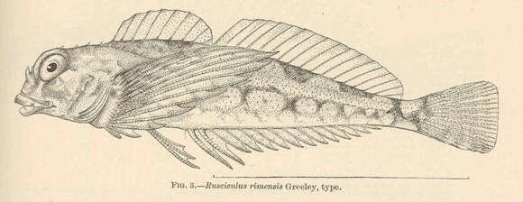 Image of Oligocottus