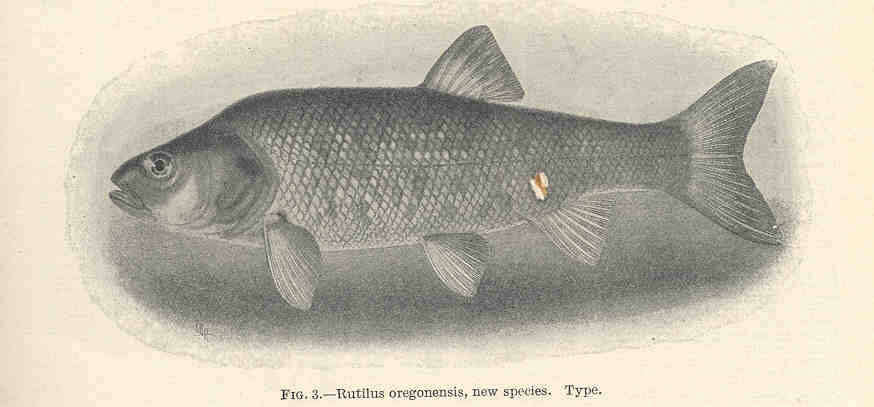 Image of Siphateles