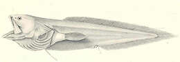 Image of Ophidiiformes