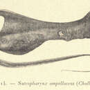 Plancia ëd Saccopharynx ampullaceus (Harwood 1827)