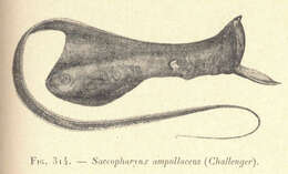 Image of Saccopharynx