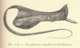 Image of gulper eels