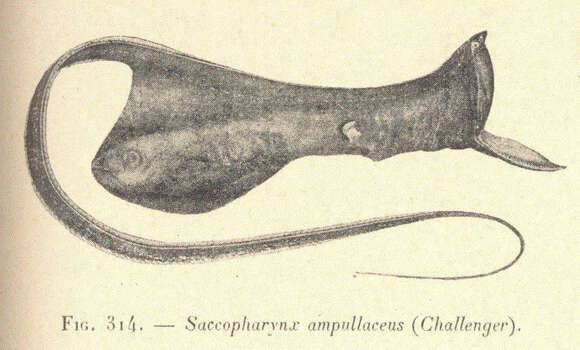 Plancia ëd Saccopharynx