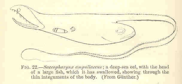 Image of gulper eels