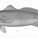 Image of Dogteeth weakfish