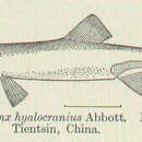 Image of Clearhead icefish