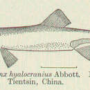 Sivun Protosalanx hyalocranius (Abbott 1901) kuva