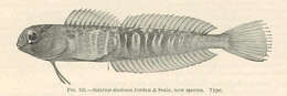 Image of Istiblennius