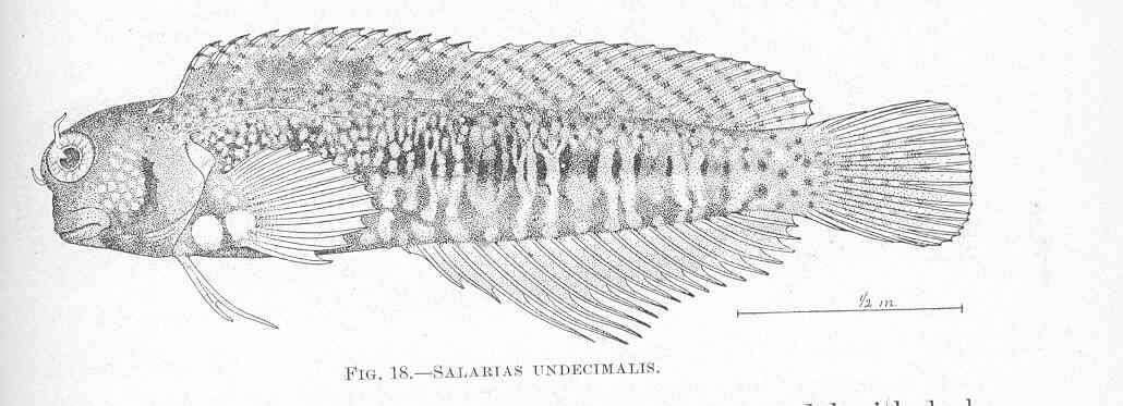 Image of Salarias