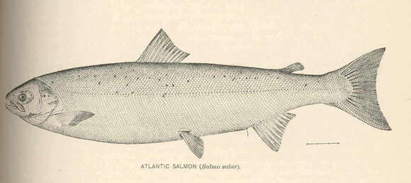 Image of Salmon