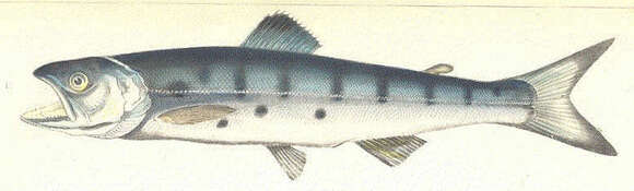 Image of Salmon