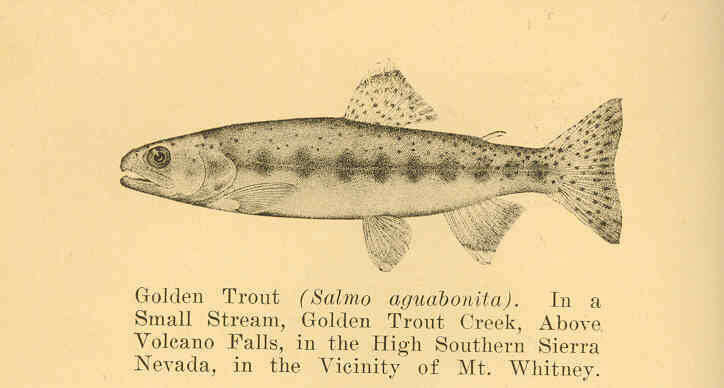 Image of Golden trout