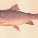 Image of Arctic Char