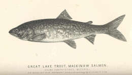 Image of Salvelinus