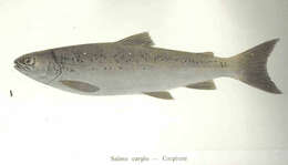 Image de Salmo carpio Linnaeus 1758