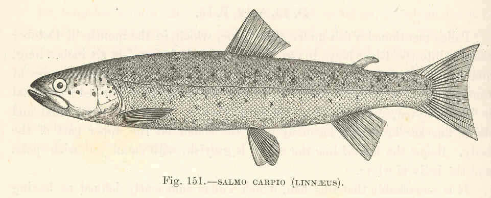 Image de Salmo carpio Linnaeus 1758