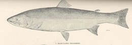 Image of Salmoniformes