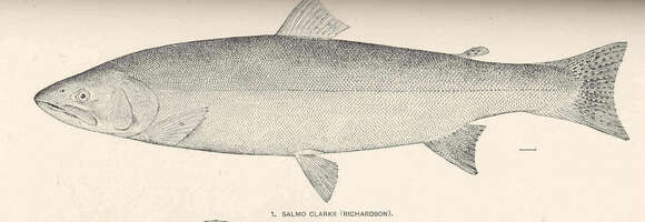 Image of trouts and salmons