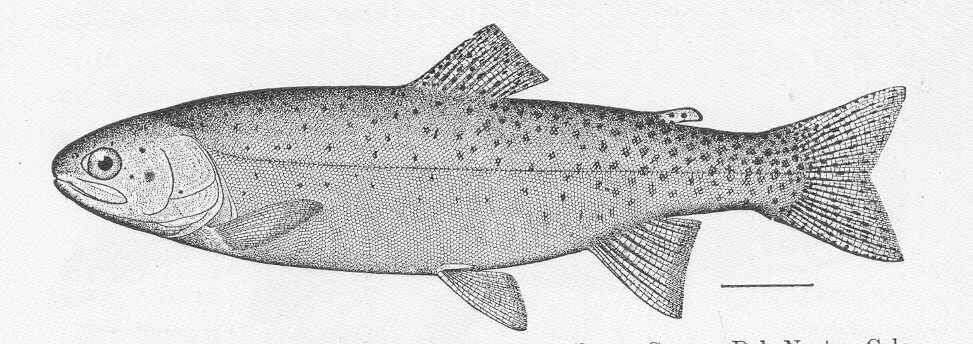 Image of Salmoniformes