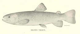 Image of salmon
