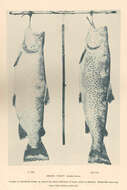 Image of salmon