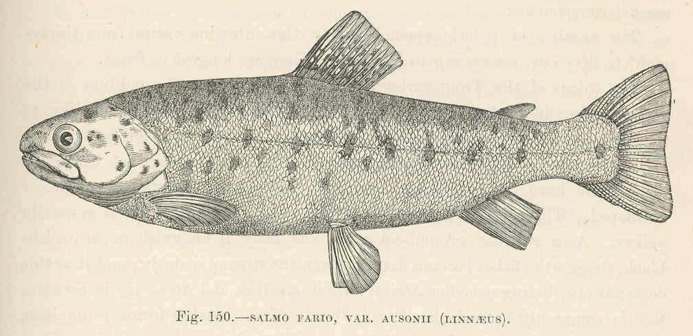 Image of salmon