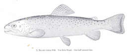 Image of Salmoniformes