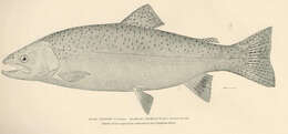 Image of Salmon